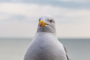 A close up of a seagull, with the sea behind