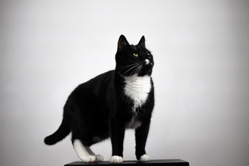 aufmerksamer schwarzer Kater vor hellgrauem Hintergrund