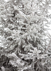 Coniferous trees covered with hoarfrost