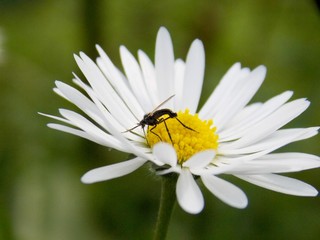 Fototapeta premium bug on a white flower