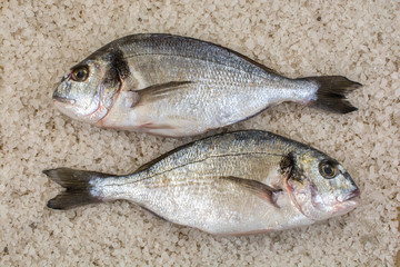 Raw fish dorado on the coarse salt. View from above