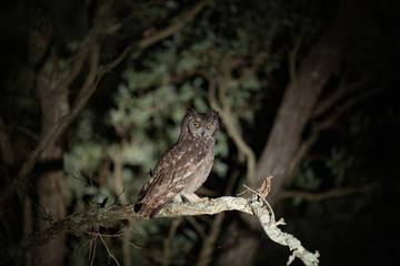 Spotted eagle owl on a branch in the spot light at night