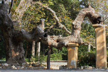 Fototapeta na wymiar Rodini Park - historic park along a waterway with beautiful shaded walking paths, Rodos, Greece