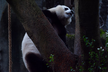 panda animal Chengdu in China (Ailuropoda melanoleuca)