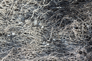 Burnt grass