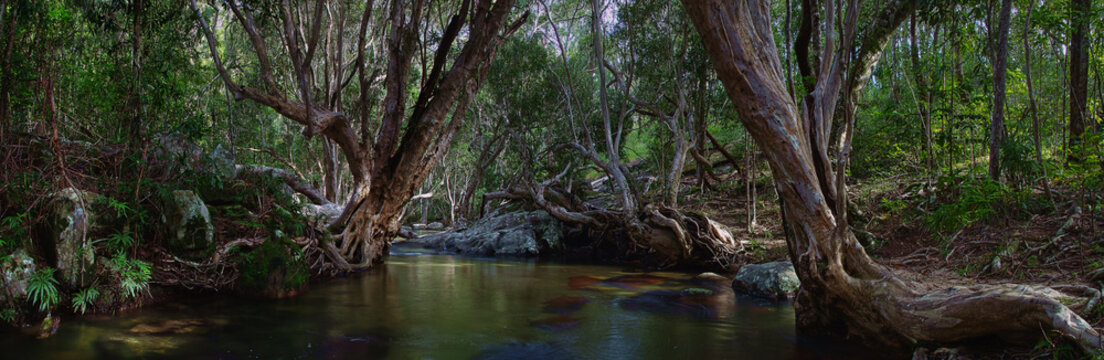 A wonderful tropical creek runs between mysterious curved trees and boulders. Davies Creek National Park , Upper Davies Creek and Dinden National Park. Far North Queensland, Australia. Image.