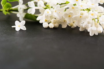 White lilac on black table. Flower abstract spring or summer background. Spa