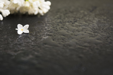 Spa concept with white aroma lilac on wet black background after rain