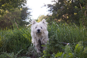 Westie in grass2