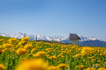 Beilenberg - Sonthofen - Frühling - Alpen - Allgäu - Löwenzahn