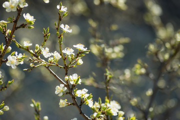 cherry blossoms in spring in the garden.