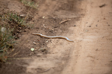 Schlegel's beaked blind snake 