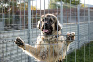 homeless dog behind dog shelter bars