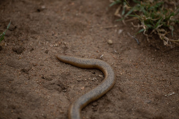 Schlegel's beaked blind snake 