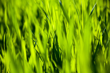 Green grass in the sunny day