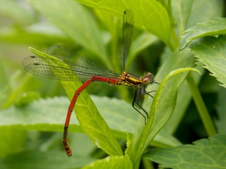 small dragonfly on a sheet