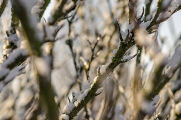Schneebedeckte Zweige