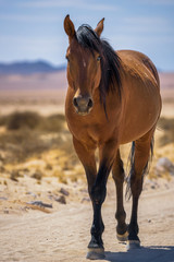 Obraz premium Wild horse of the Namib desert walks on a dirt road near Aus, south Namibia