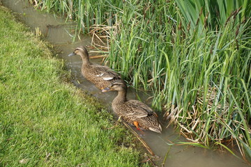 Enten in einem Weiher