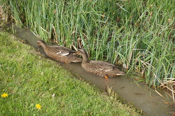 Enten in einem Weiher