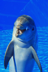 Delphin