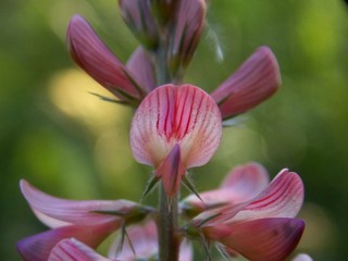 pink spring flower in the grass
