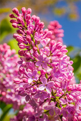 Bez - Kwiat - Kwiaty