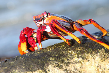 rote_Klippenkrabbe