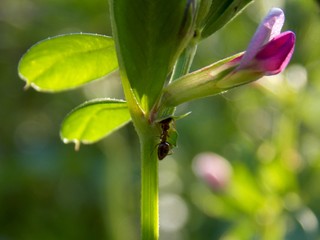 one ant on a pink flower
