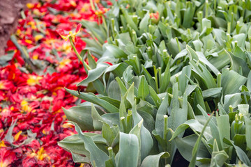 Closeup of rough mechanically decapitated tulips at a large Dutch bulb nursery. The cut off petals are next to the tulip plants. It is springtime in the Netherlands.