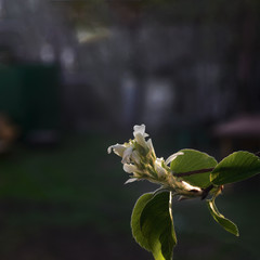 White bright little Amelanchier flowers on a dark background.