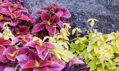 Coleus in the flowerbed near the stone
