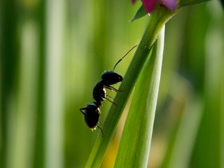 one ant on a pink flower