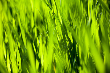 Green grass in the sunny day