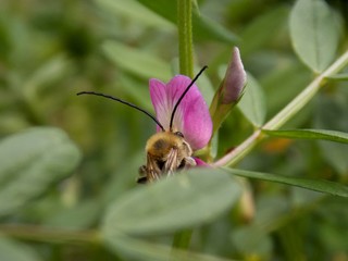 beetle on a pink flower