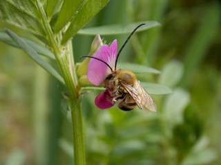 beetle on a pink flower