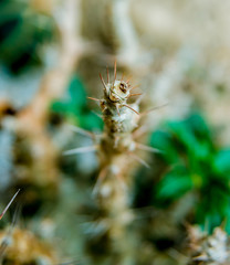 Beautiful macro shots of prickly cactus. Background and textures