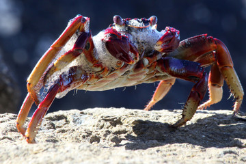 rote_Klippenkrabbe