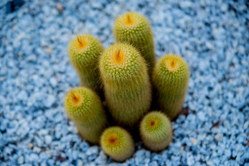 Collection beautiful prickly cacti in the greenhouse