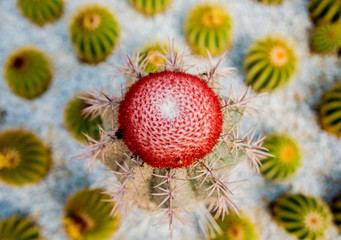 Beautiful macro shots of prickly cactus. Background and textures