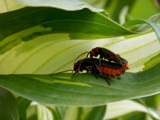 two bugs on the list in love