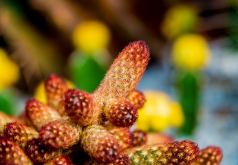 Beautiful macro shots of prickly cactus. Background and textures