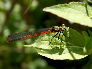 a dragonfly on a sheet