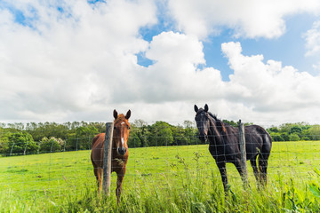 Two horses, one brown and one black in a field. Basque Country.