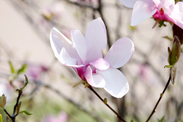 Image of flowers, a beautiful pink magnolia blooms in spring park