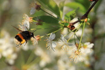 bee on flower