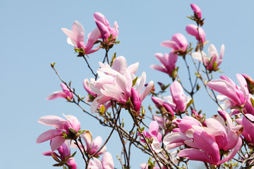 Image of flowers, a beautiful pink magnolia blooms in spring park