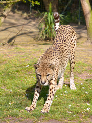 Fototapeta na wymiar Closeup front African Cheetah (Acinonyx jubatus) stretching