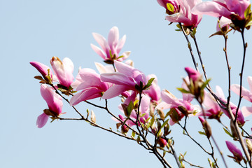 Image of flowers, a beautiful pink magnolia blooms in spring park