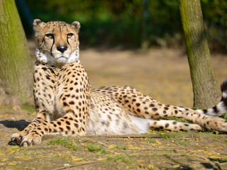Naklejka na ściany i meble Closeup African Cheetah (Acinonyx jubatus) lying on ground